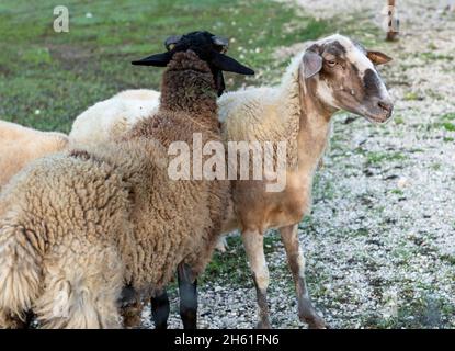 Un gregge di pecore in un campo. Foto Stock