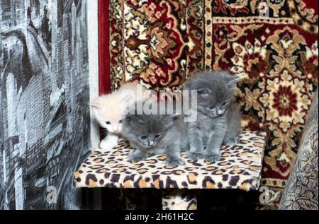 tre gattini giocosi su un palo graffiante, su uno sfondo tappeto, il tema dei gatti domestici e gattini Foto Stock