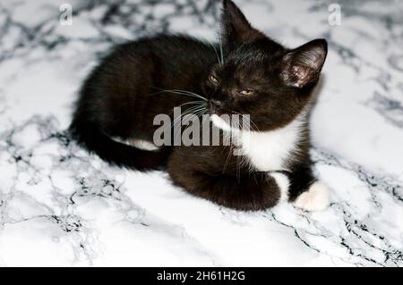 Gattino bianco e nero scozzese giace su un tavolo di marmo, un gattino in cucina, un gattino domestico, un tema di gatti e gattini domestici Foto Stock