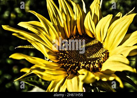 Primo piano di un girasole con effetto drammatico Foto Stock