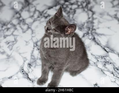 Gattino blu scozzese sul tavolo di marmo, gattino in cucina, gattino per animali, gatti e gattini a tema Foto Stock