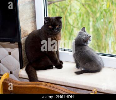 gatto marrone scozzese con gattino alla finestra, gattino in cucina, gattino per animali, gatti e gattini a tema Foto Stock