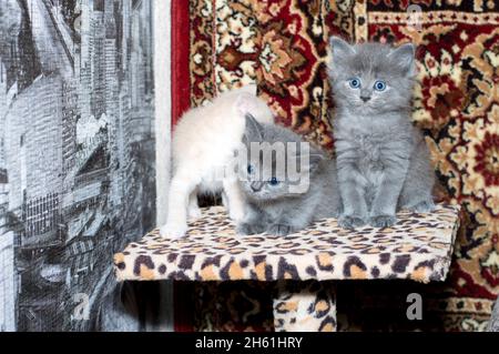 tre gattini carini su un posto graffiante, su uno sfondo tappeto, il tema dei gatti domestici e gattini Foto Stock