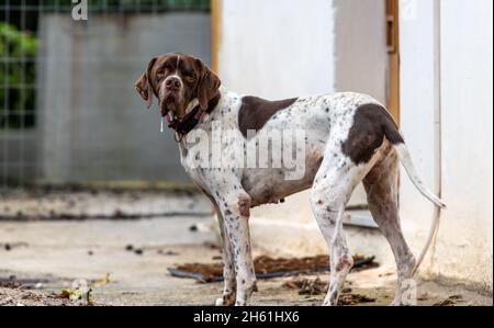 Un grande pugile cane che vagano per strada. Foto Stock