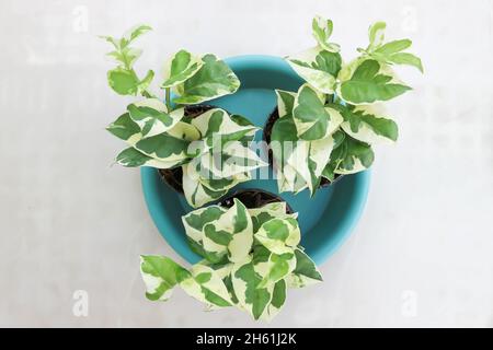 Epipremnum aureum, Linden e Andre pianta in vista dall'alto Foto Stock