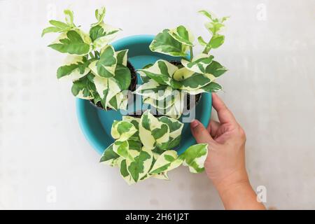Epipremnum aureum, Linden e Andre pianta in vista dall'alto Foto Stock