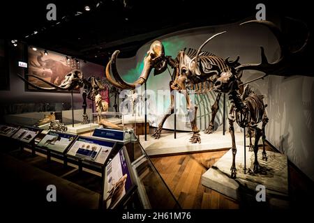 Fossili dell'era glaciale alla mostra evoluzione del pianeta presso il Field Natural History Museum di Chicago, il, USA Foto Stock
