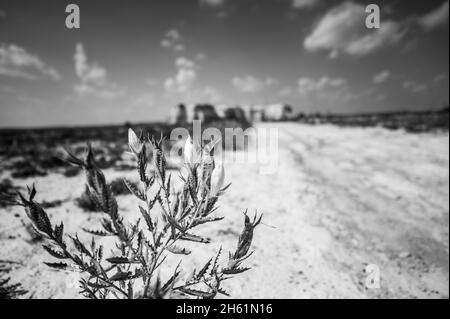 Bractless Stickleaf pianta in sabbia asciutta terra adiacente al Monument Rocks in Kansas Foto Stock