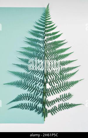 Foglia di felce naturale sul bordo di un foglio di carta verde e su sfondo bianco Foto Stock