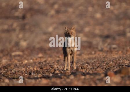 Jackal d'oro (Canis lupus arabs) Foto Stock