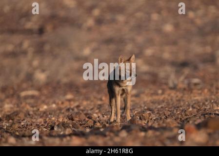 Jackal d'oro (Canis lupus arabs) Foto Stock