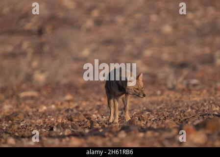 Jackal d'oro (Canis lupus arabs) Foto Stock