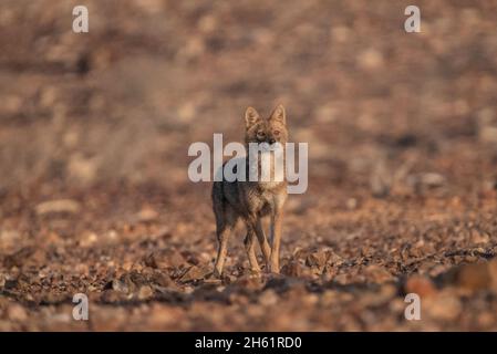 Jackal d'oro (Canis lupus arabs) Foto Stock