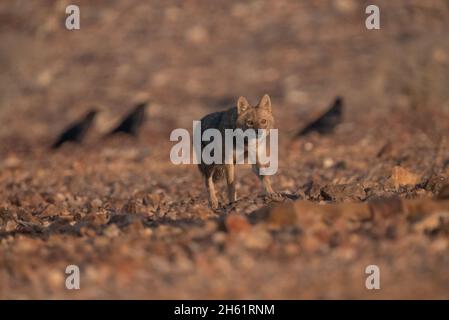 Jackal d'oro (Canis lupus arabs) Foto Stock