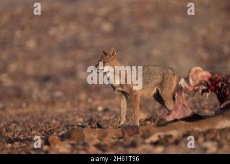 Jackal d'oro (Canis lupus arabs) vicino ai resti della carcassa di un animale Foto Stock