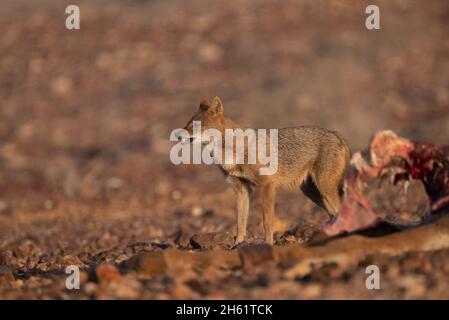 Jackal d'oro (Canis lupus arabs) vicino ai resti della carcassa di un animale Foto Stock