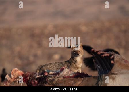 Jackal d'oro (Canis lupus arabs) vicino ai resti della carcassa di un animale Foto Stock