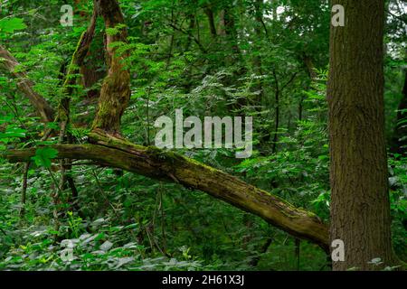 vecchio albero morto in una foresta decidua in estate Foto Stock