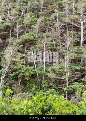 canada, golfo di san lorenzo, elementi naturali, natura, parchi canada, isola del principe edoardo, parco nazionale dell'isola del principe edoardo, campeggio stanhope, alberi soffiato dal vento e acqua salata Foto Stock