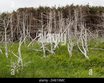 canada, golfo di san lorenzo, elementi naturali, natura, parchi canada, isola del principe edoardo, parco nazionale dell'isola del principe edoardo, campeggio stanhope, alberi soffiato dal vento e acqua salata Foto Stock