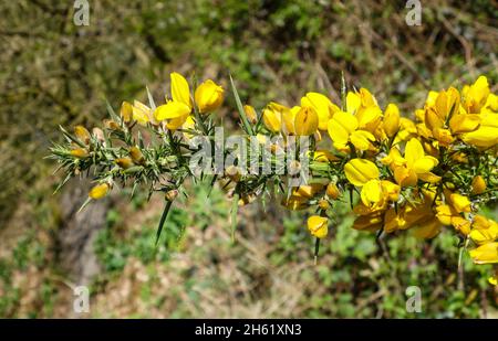 Fiori gialli Gorse (Ulex europaeus), Inghilterra, Regno Unito Foto Stock