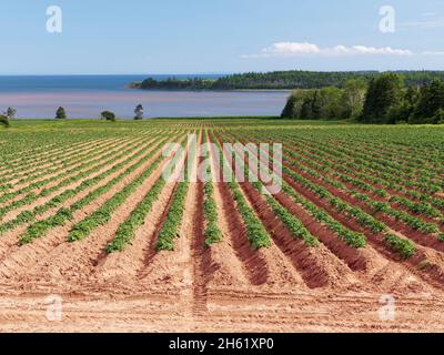 agricoltura,canada,agricoltura,cibo,isola del principe edoardo,terra rossa,file di piante di patata,suolo Foto Stock