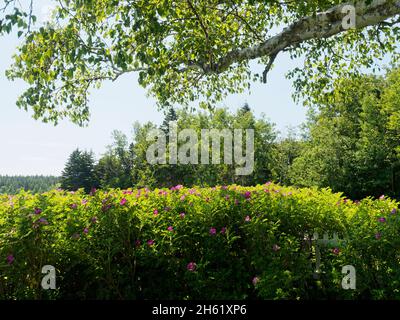 anne of green gables', autore lucy maude montgomery, canada, storia immaginaria, percorso in legno infestato, isola del principe edoardo Foto Stock
