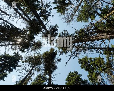 anne di scuderie verdi', autore lucy maude montgomery, canada, storia immaginaria, percorso in legno infestato, natura, isola del principe edoardo Foto Stock