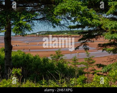 'down east', spiaggia al lloyd inman memorial park, canada, canoa, tempo libero, prince edward island, ricreazione, acqua Foto Stock