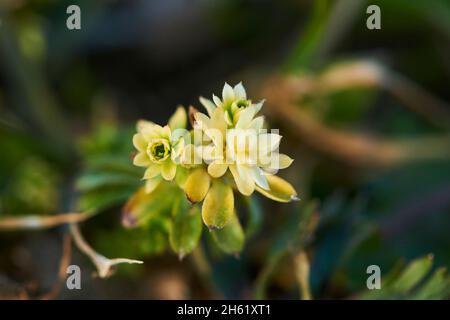 paglia di prato (galium mollugo), primo piano Foto Stock