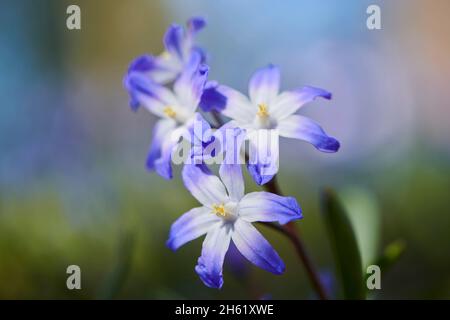 giacinto stellare comune o orgoglio comune della neve (chionodoxa luciliae), fiore, primo piano Foto Stock