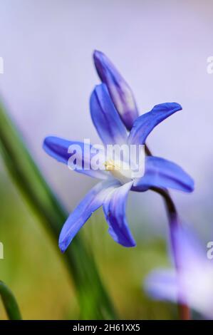 giacinto stellare comune o orgoglio comune della neve (chionodoxa luciliae), fiore, primo piano Foto Stock