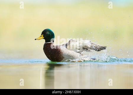 mallard (platyrhynchos anas), drake, lateralmente, nuoto Foto Stock