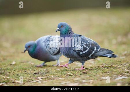 piccione della città (columba livia forma domestica), prato, in piedi Foto Stock