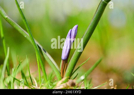 giacinto stellare comune o orgoglio comune della neve (chionodoxa luciliae), fiore, primo piano Foto Stock