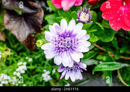 Fiore bianco e viola di pianta di Osteospermum, comunemente conosciuto come daisyboses o margherite africane in un giardino di primavera soleggiato, fresco naturale all'aperto un Foto Stock