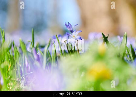 giacinto stellare comune o orgoglio comune della neve (chionodoxa luciliae), fiore, primo piano Foto Stock