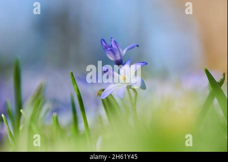 giacinto stellare comune o orgoglio comune della neve (chionodoxa luciliae), fiore, primo piano Foto Stock