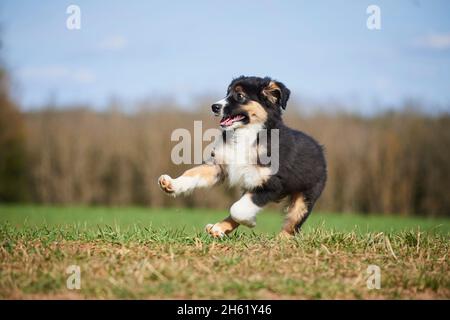 cane di razza mista, pastore australiano, golden retriever, cucciolo, prato, corsa Foto Stock