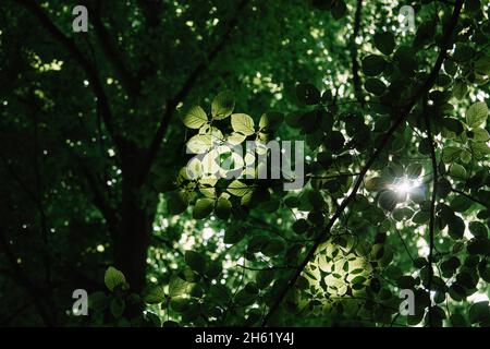 germania,foresta di teutoburg,westerbecker berg,lienen,faggio Foto Stock