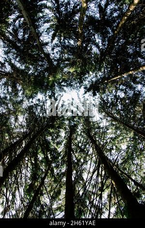 germania,foresta di teutoburg,westerbecker berg,lienen Foto Stock