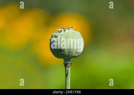 papavero (papaver), cialda di semi, fiori gialli estivi brillano sullo sfondo Foto Stock