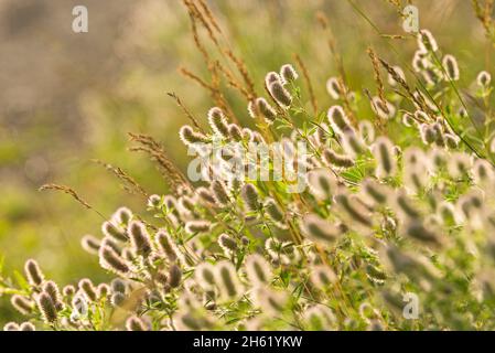 clover lepre (trifolium arvense) e erbe, le infiorescenze brillano nella retroilluminazione Foto Stock