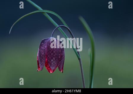 fiore della scacchiera fiore (fritillaria meleagris) nei prati vicino morteau, luce della sera, francia, borgogna-franca contea, dipartimento doubs Foto Stock