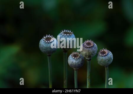 semi di papavero (papaver), semi pods Foto Stock