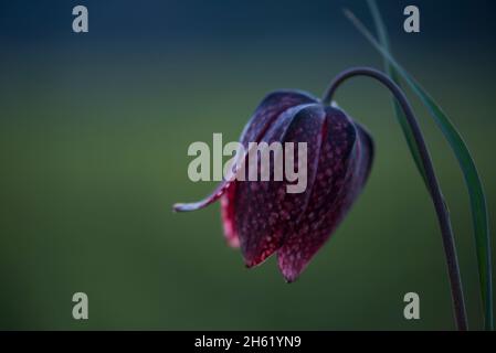 fiore della scacchiera fiore (fritillaria meleagris) nei prati vicino morteau, luce della sera, francia, borgogna-franca contea, dipartimento doubs Foto Stock