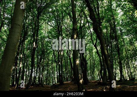 germania,foresta di teutoburg,westerbecker berg,lienen,foresta Foto Stock