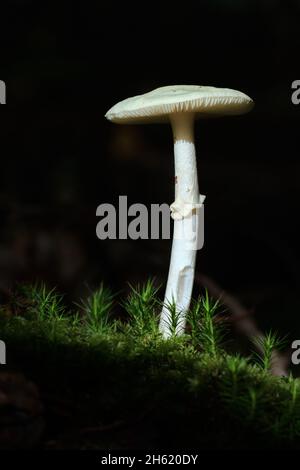 Falso morte Cap Mushroom, Toadstool, Amanita citrina, illuminato dal Sole tra Moss, New Forest UK Foto Stock