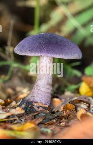 Raro funghi porpora, Violet Webcap, cortinarius violaceus che cresce nella New Forest UK Foto Stock