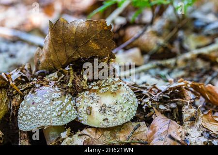 funghi perla, amanita arrossente o funghi di carne (amanita rubescens) Foto Stock